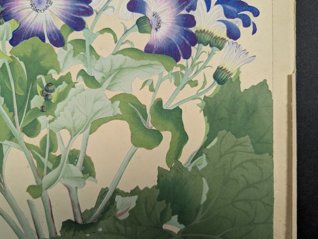 Japanese Woodblock Print by Rakuzan Tsuchiya Cineraria Floral Art - 4