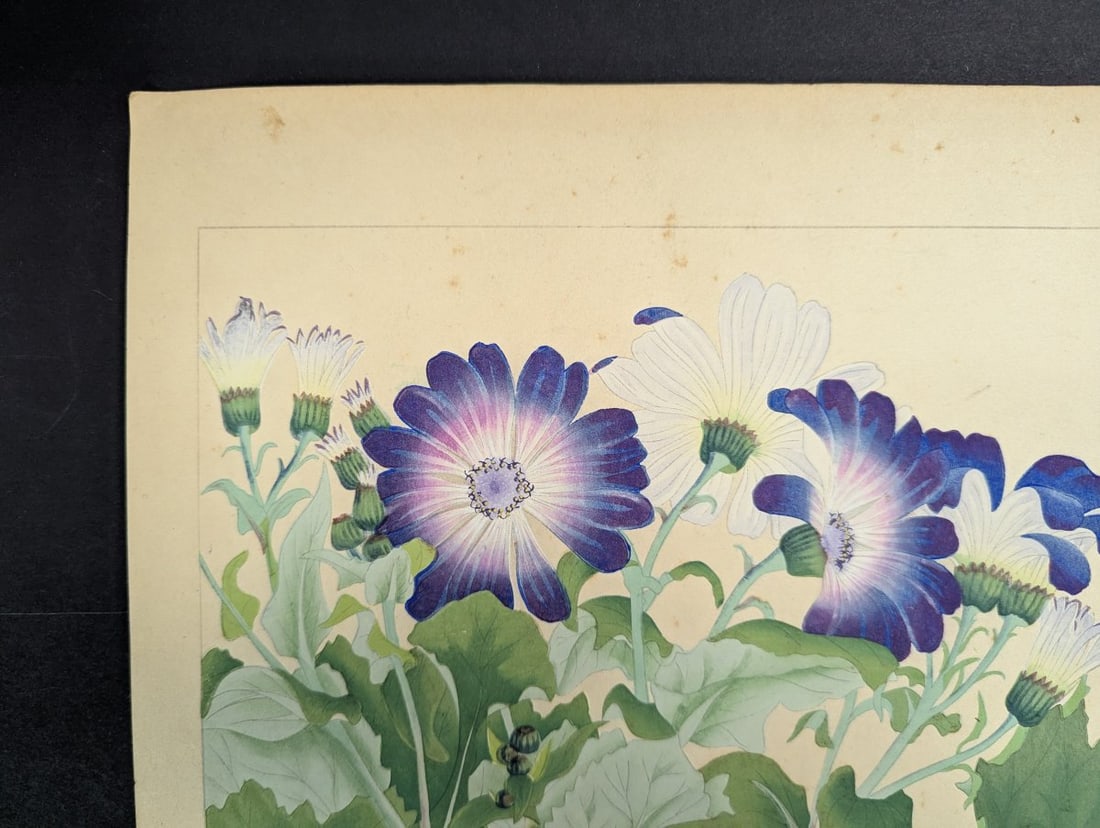 Japanese Woodblock Print by Rakuzan Tsuchiya Cineraria Floral Art - 5
