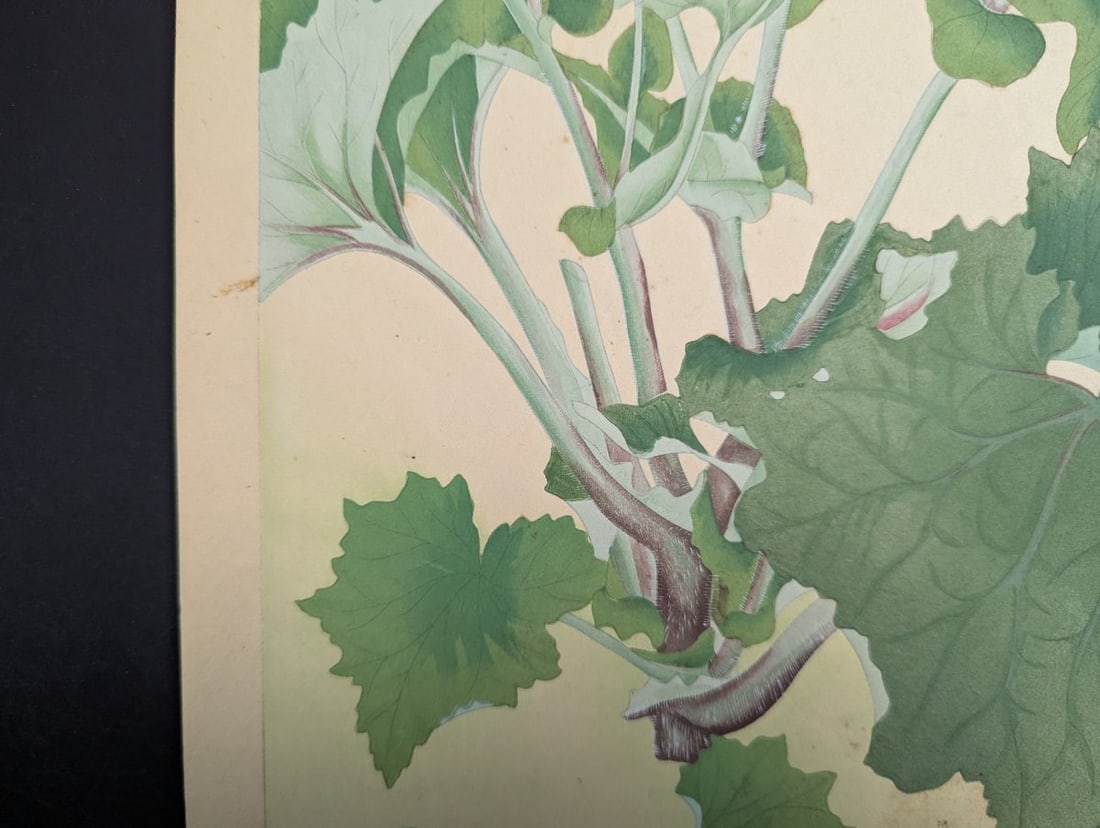 Japanese Woodblock Print by Rakuzan Tsuchiya Cineraria Floral Art - 6