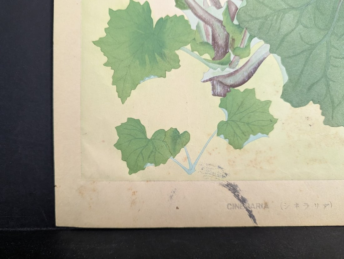 Japanese Woodblock Print by Rakuzan Tsuchiya Cineraria Floral Art - 7