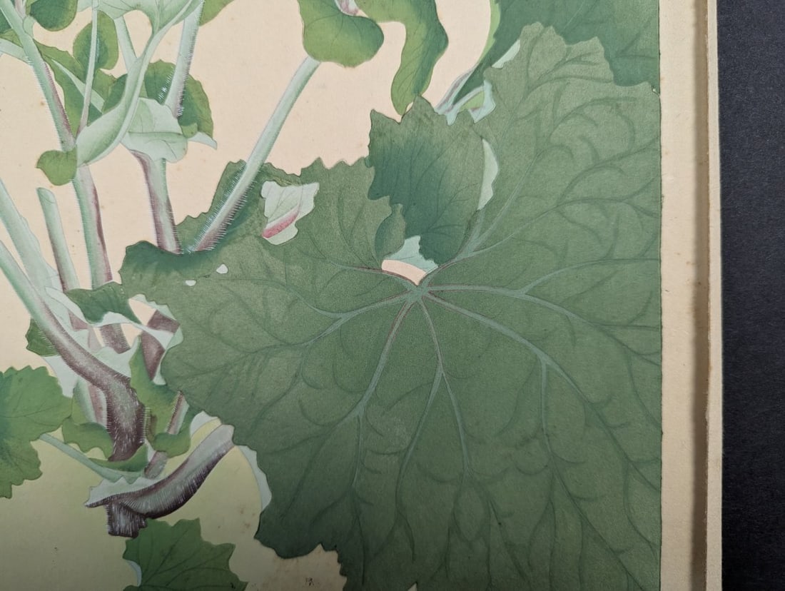 Japanese Woodblock Print by Rakuzan Tsuchiya Cineraria Floral Art - 8