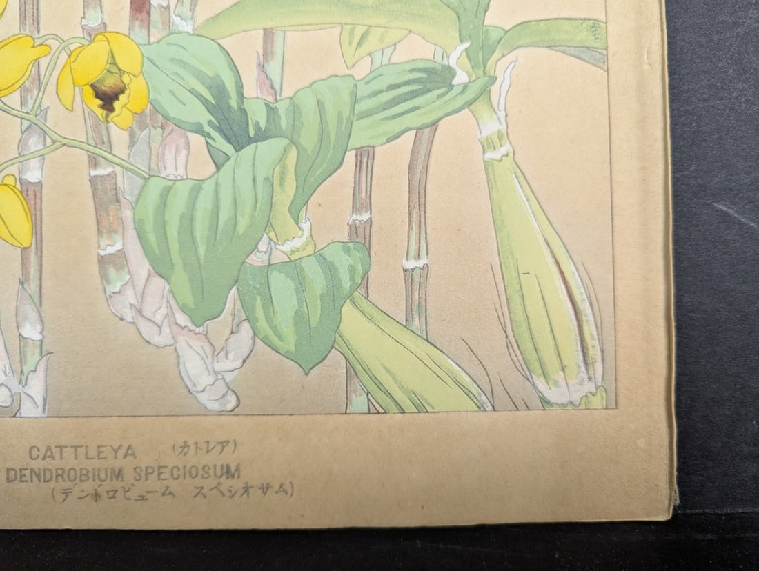 Rakuzan Tsuchiya Japanese Woodblock Print Cattleya Dendrobium Speciosum Orchids - 10