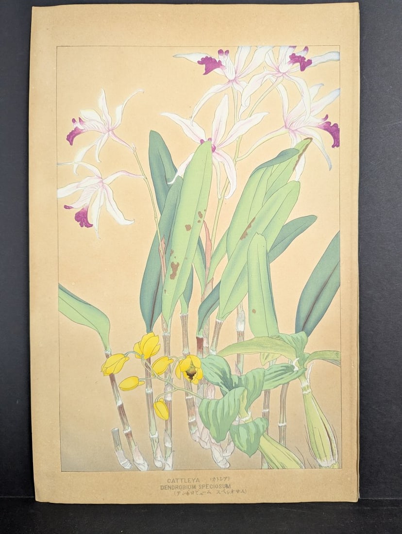 Rakuzan Tsuchiya Japanese Woodblock Print Cattleya Dendrobium Speciosum Orchids (1 of 11)