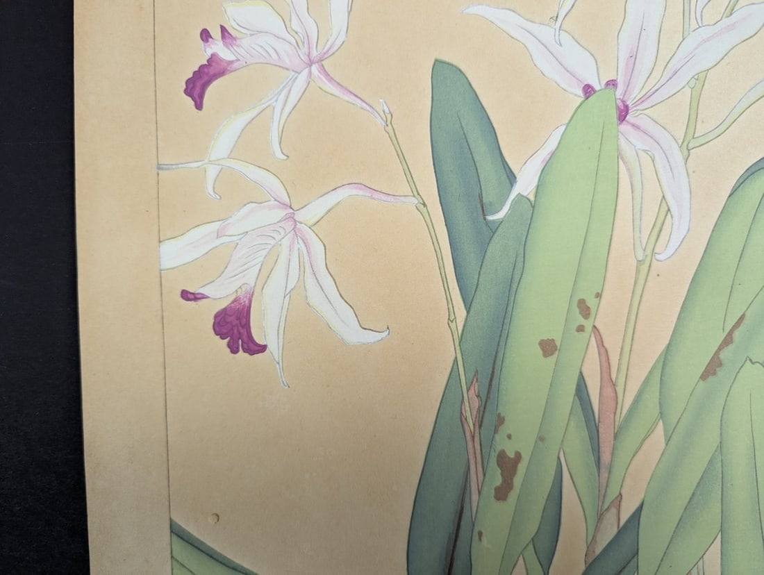 Rakuzan Tsuchiya Japanese Woodblock Print Cattleya Dendrobium Speciosum Orchids - 2