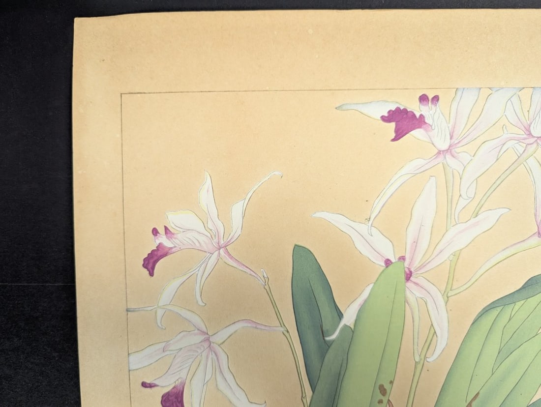 Rakuzan Tsuchiya Japanese Woodblock Print Cattleya Dendrobium Speciosum Orchids - 3
