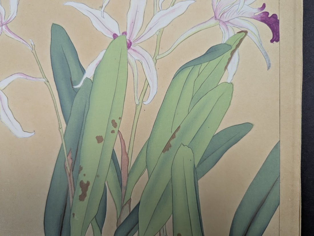Rakuzan Tsuchiya Japanese Woodblock Print Cattleya Dendrobium Speciosum Orchids - 4