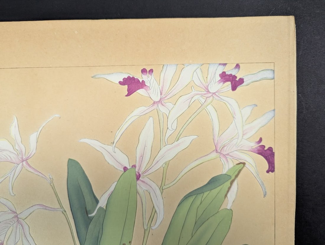 Rakuzan Tsuchiya Japanese Woodblock Print Cattleya Dendrobium Speciosum Orchids - 5