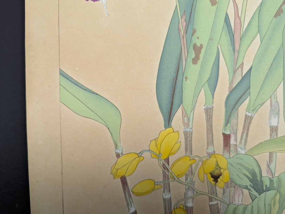 Rakuzan Tsuchiya Japanese Woodblock Print Cattleya Dendrobium Speciosum Orchids - 6
