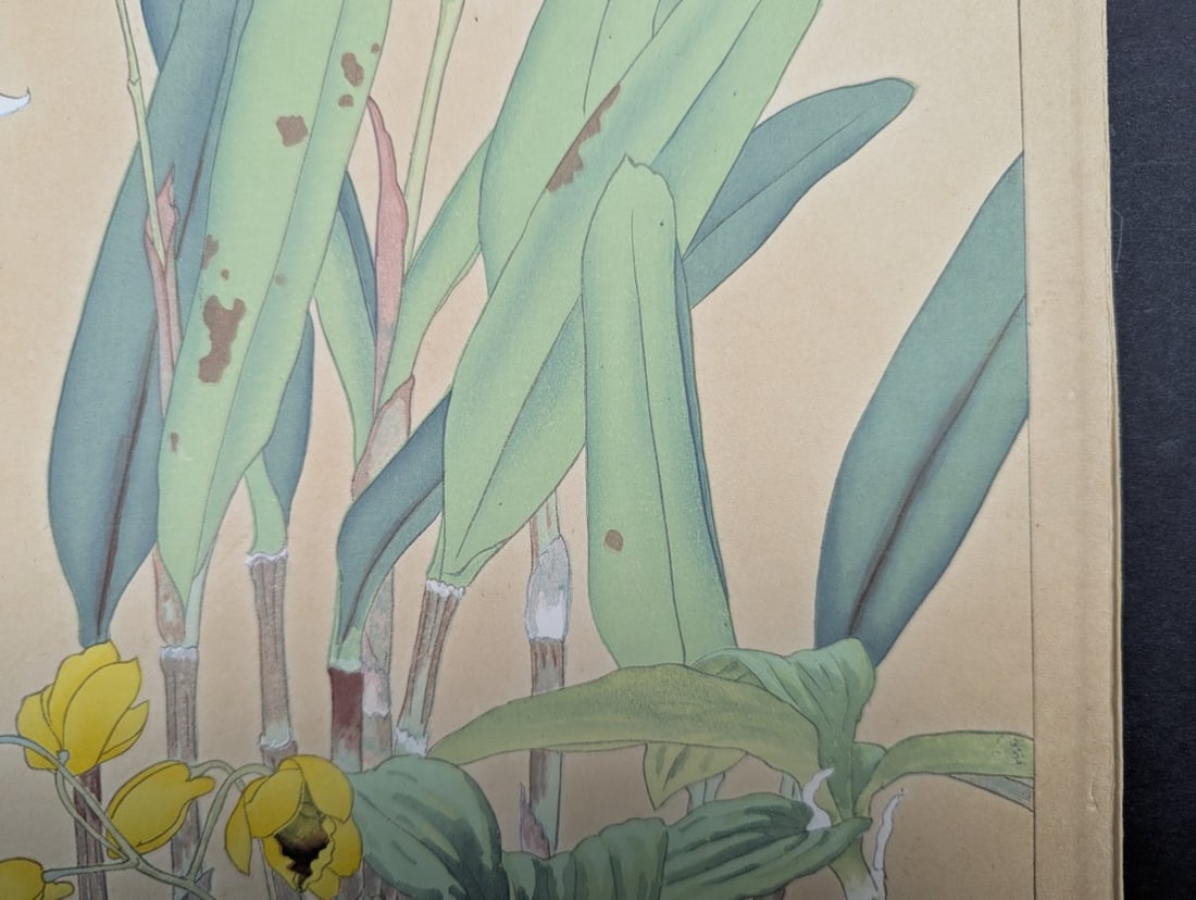 Rakuzan Tsuchiya Japanese Woodblock Print Cattleya Dendrobium Speciosum Orchids - 7