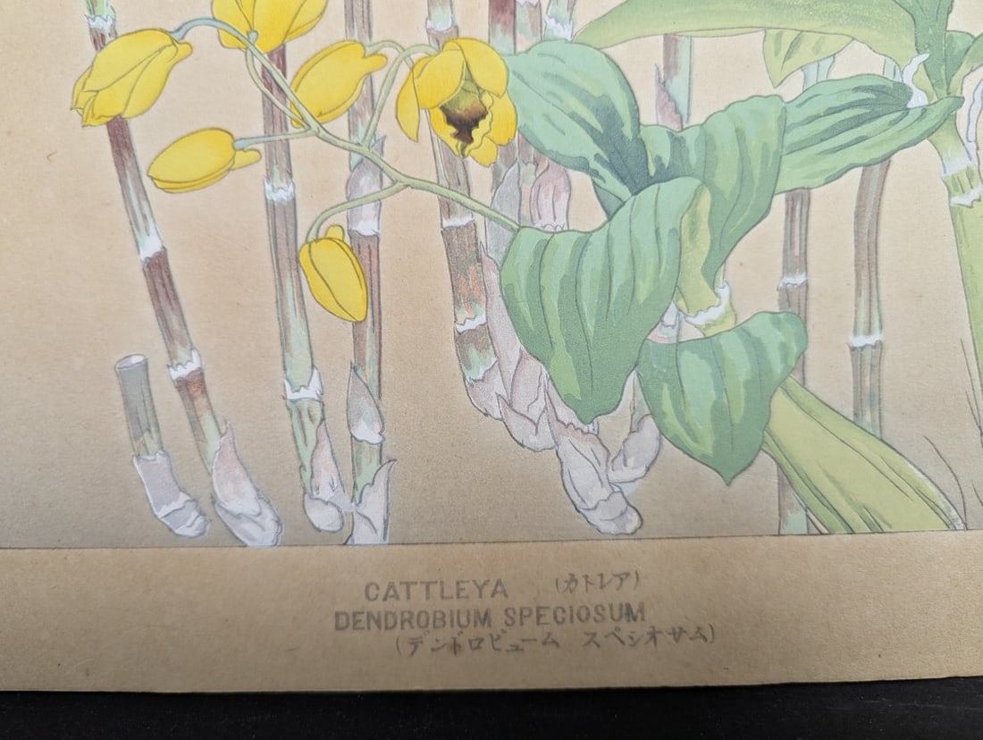 Rakuzan Tsuchiya Japanese Woodblock Print Cattleya Dendrobium Speciosum Orchids - 9