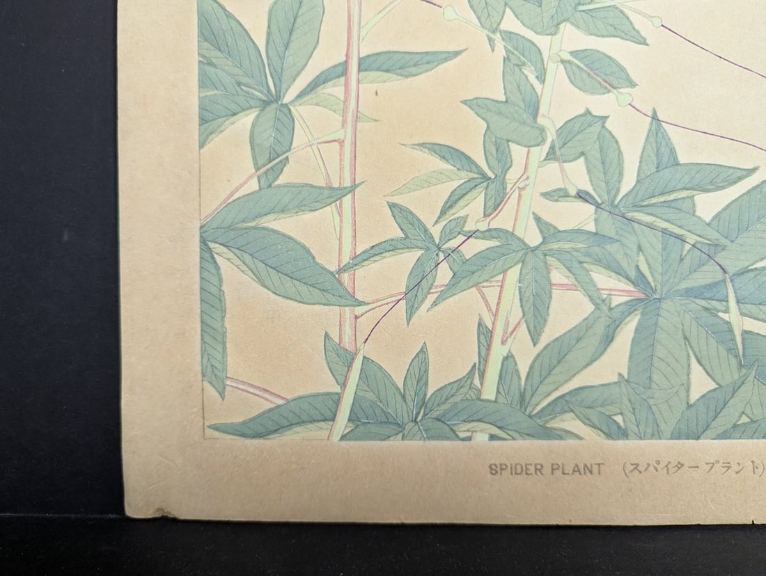 Tsuchiya Rakuzan Japanese Woodblock Print Spider Plant from Rakuzan KachÅ Gafu Series - 10