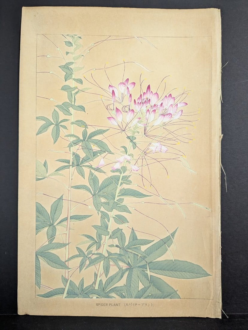 Tsuchiya Rakuzan Japanese Woodblock Print Spider Plant from Rakuzan KachÅ Gafu Series: **Important** Please read below description on how to avoid high shipping costs. This beautiful Japanese woodblock print titled 'Spider Plant