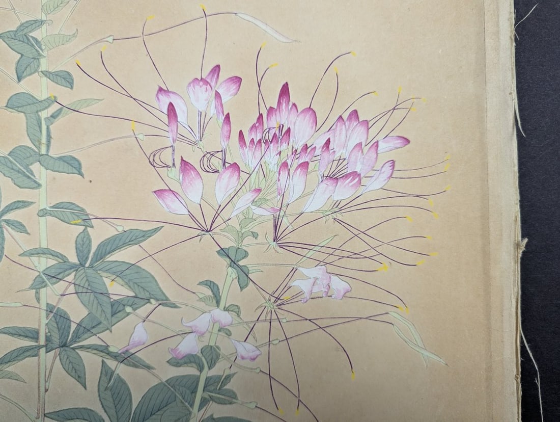 Tsuchiya Rakuzan Japanese Woodblock Print Spider Plant from Rakuzan KachÅ Gafu Series - 2