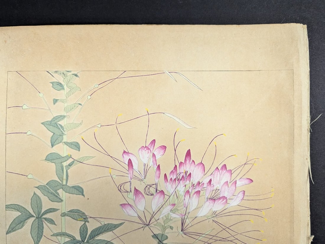 Tsuchiya Rakuzan Japanese Woodblock Print Spider Plant from Rakuzan KachÅ Gafu Series - 3