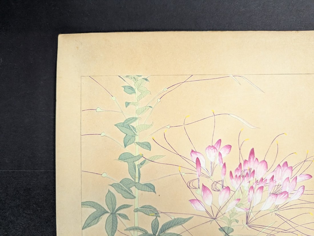 Tsuchiya Rakuzan Japanese Woodblock Print Spider Plant from Rakuzan KachÅ Gafu Series - 4
