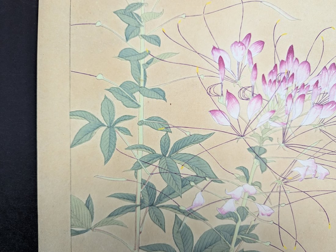 Tsuchiya Rakuzan Japanese Woodblock Print Spider Plant from Rakuzan KachÅ Gafu Series - 5