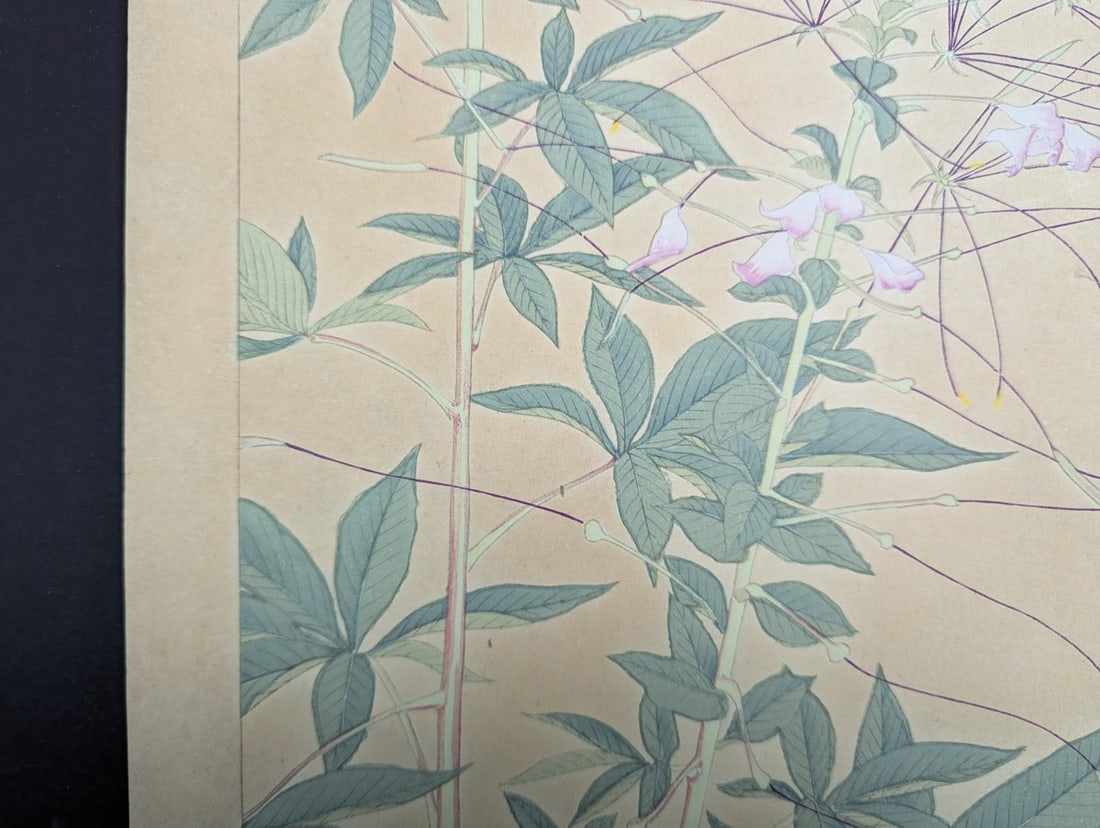 Tsuchiya Rakuzan Japanese Woodblock Print Spider Plant from Rakuzan KachÅ Gafu Series - 6