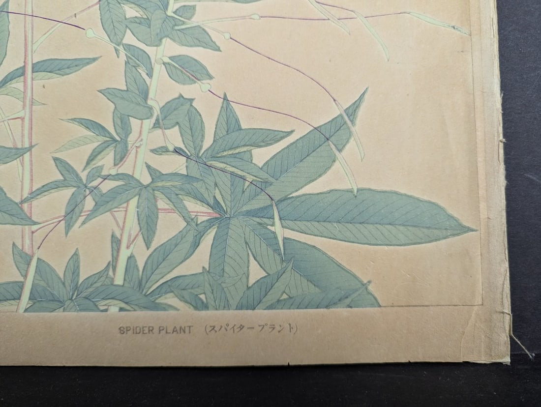 Tsuchiya Rakuzan Japanese Woodblock Print Spider Plant from Rakuzan KachÅ Gafu Series - 7