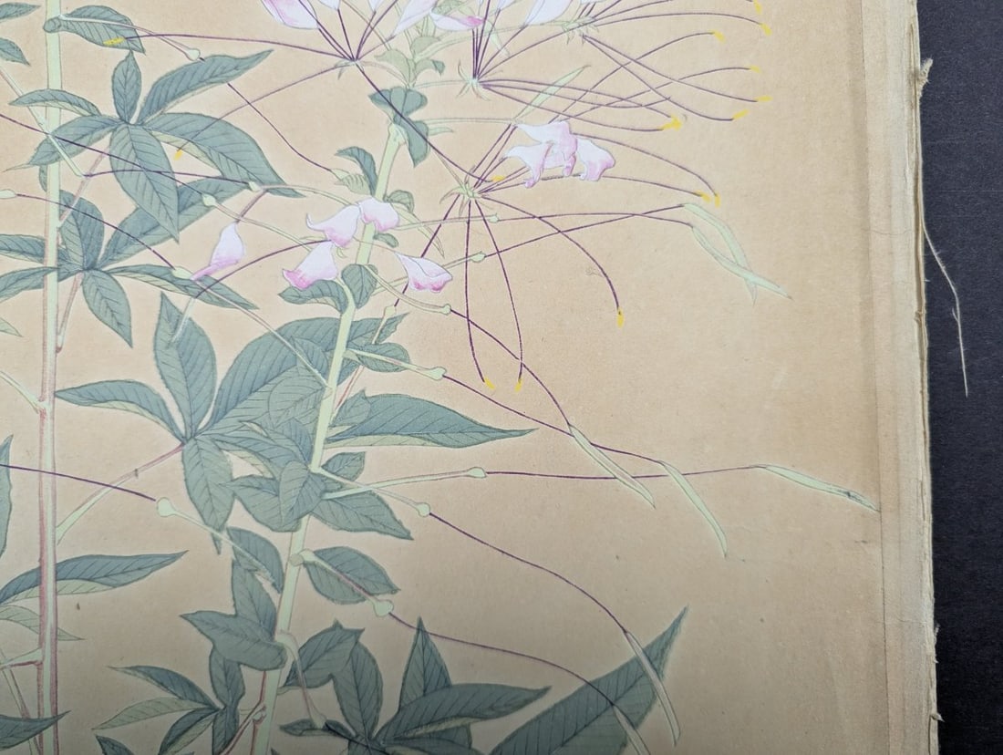 Tsuchiya Rakuzan Japanese Woodblock Print Spider Plant from Rakuzan KachÅ Gafu Series - 9