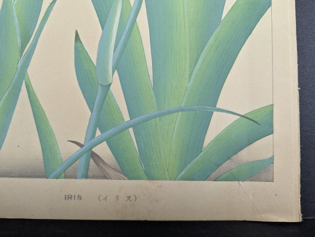 Tsuchiya Rakuzan Japanese Woodblock Print Iris - Shin-hanga Flower Artwork - 10