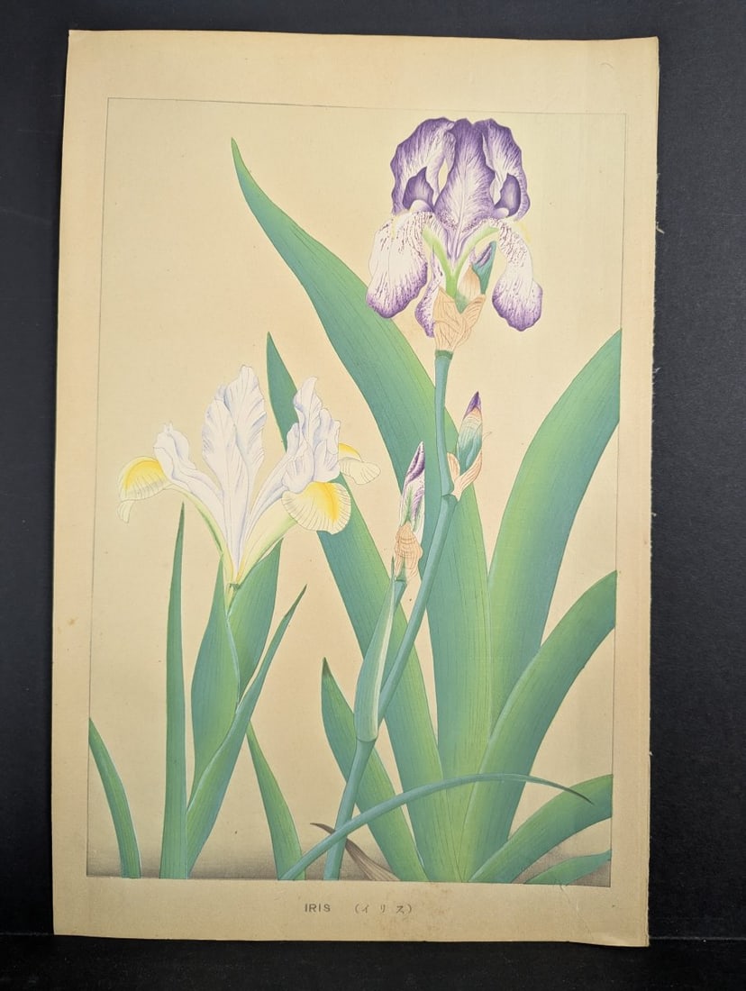 Tsuchiya Rakuzan Japanese Woodblock Print Iris - Shin-hanga Flower Artwork: **Important** Please read below description on how to avoid high shipping costs. Presenting a remarkable Japanese woodblock print titled 'Iris' by the esteemed artist Tsuchiya Rakuzan (åœ