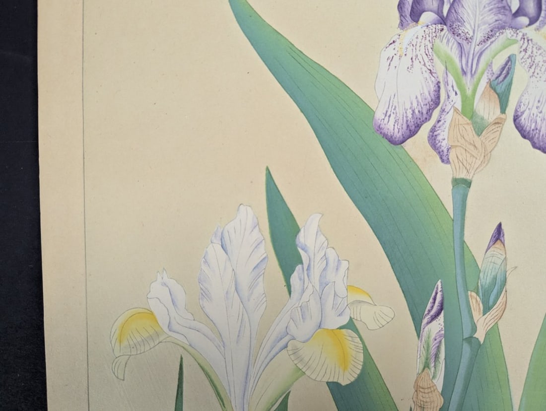 Tsuchiya Rakuzan Japanese Woodblock Print Iris - Shin-hanga Flower Artwork - 2