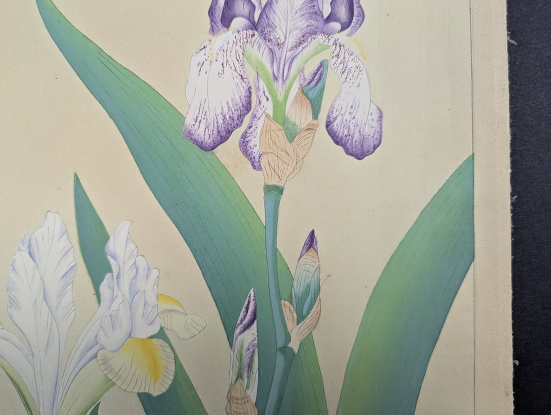 Tsuchiya Rakuzan Japanese Woodblock Print Iris - Shin-hanga Flower Artwork - 3