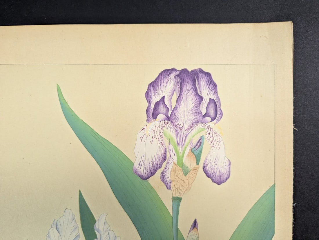 Tsuchiya Rakuzan Japanese Woodblock Print Iris - Shin-hanga Flower Artwork - 4