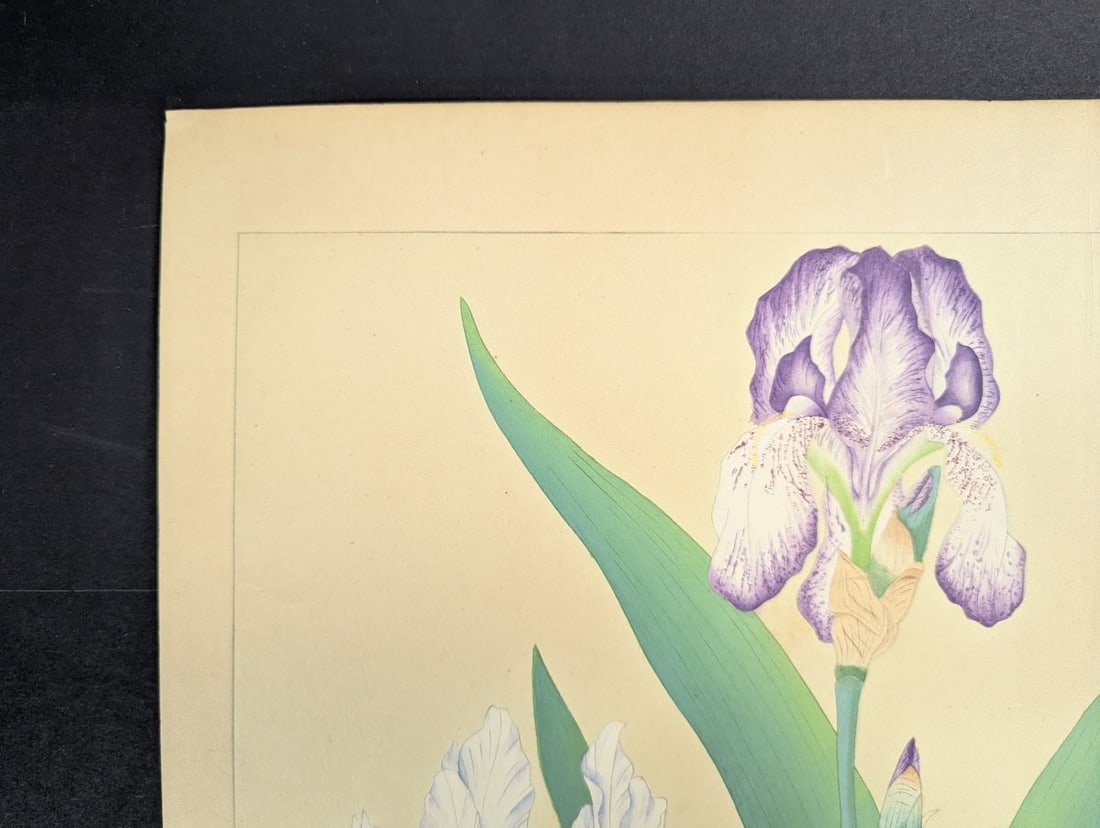 Tsuchiya Rakuzan Japanese Woodblock Print Iris - Shin-hanga Flower Artwork - 5