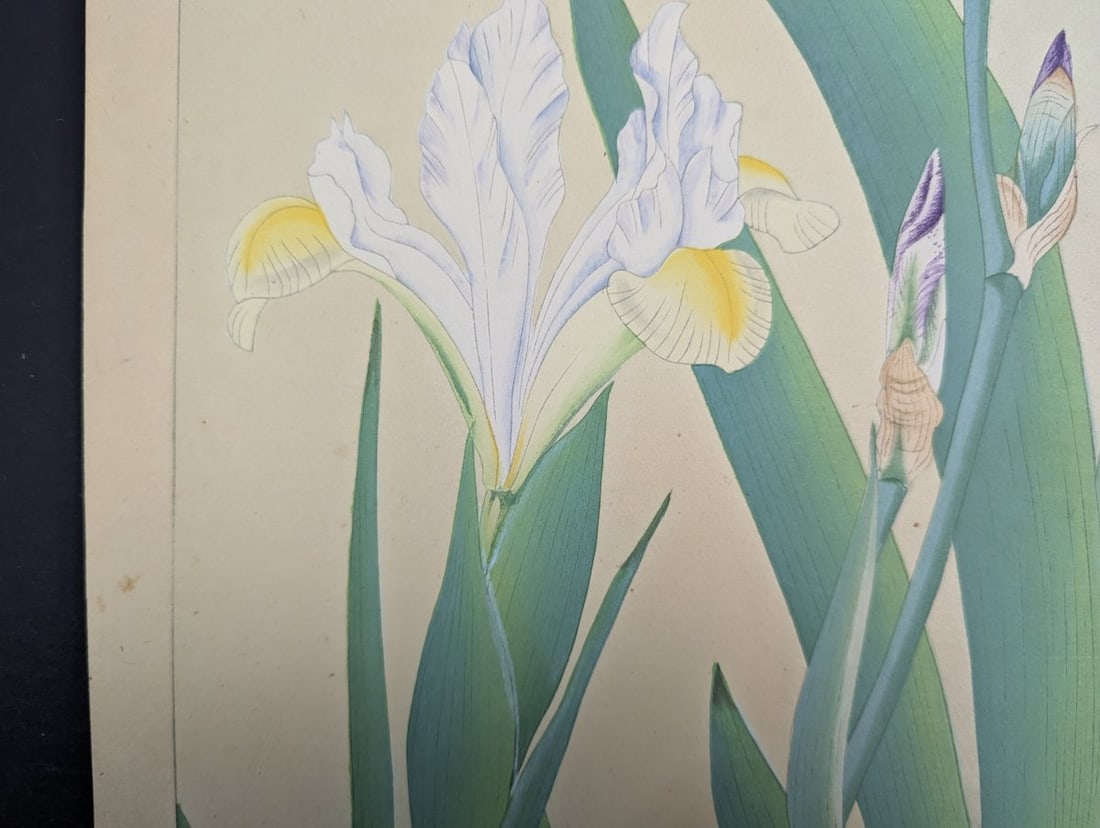 Tsuchiya Rakuzan Japanese Woodblock Print Iris - Shin-hanga Flower Artwork - 6