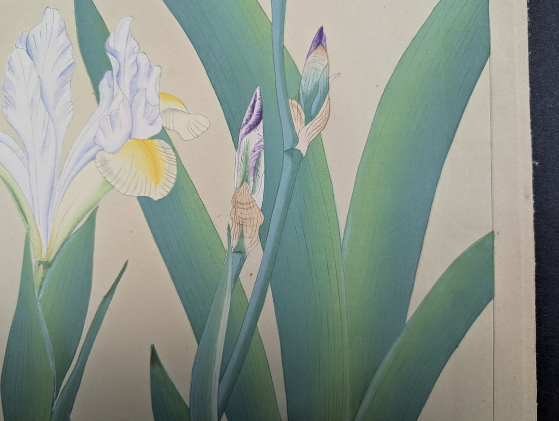 Tsuchiya Rakuzan Japanese Woodblock Print Iris - Shin-hanga Flower Artwork - 7