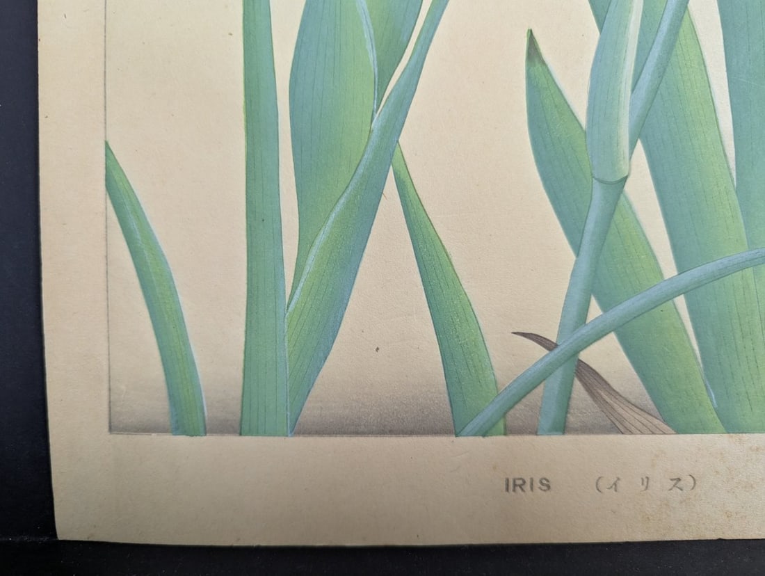 Tsuchiya Rakuzan Japanese Woodblock Print Iris - Shin-hanga Flower Artwork - 9