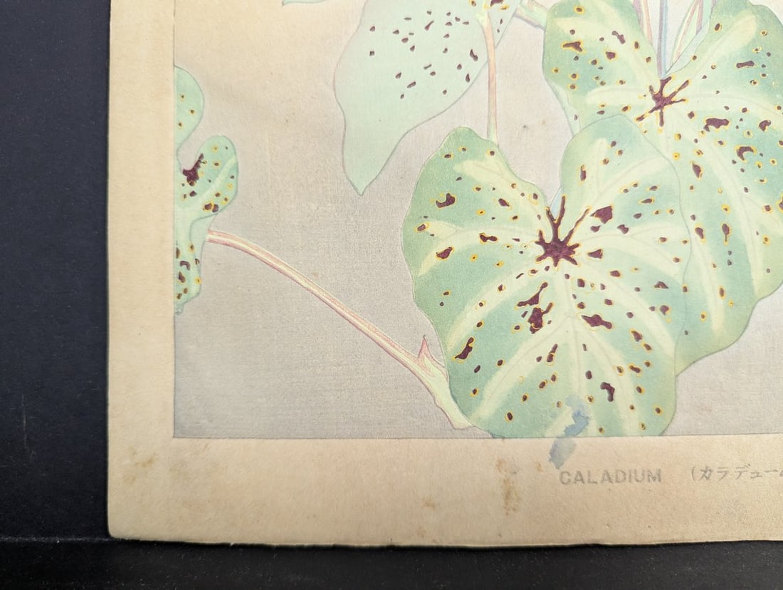 Rakuzan Tsuchiya Caladium Japanese Woodblock Print - 10
