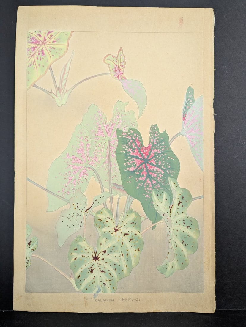 Rakuzan Tsuchiya Caladium Japanese Woodblock Print: **Important** Please read below description on how to avoid high shipping costs. This stunning Japanese Woodblock Print titled 'Caladium' is by the renowned Shin-hanga artist Rakuzan Tsuchiya, active
