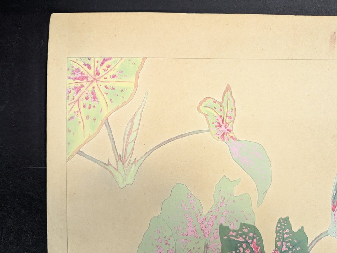 Rakuzan Tsuchiya Caladium Japanese Woodblock Print - 2