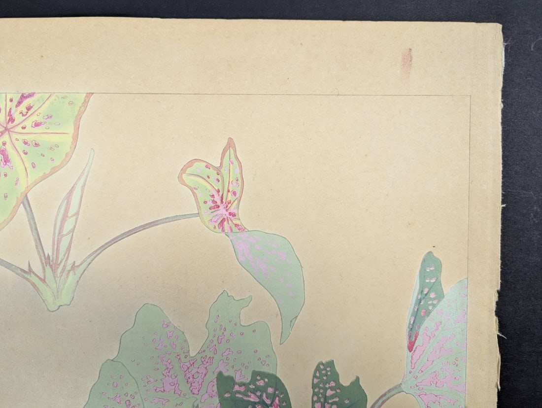 Rakuzan Tsuchiya Caladium Japanese Woodblock Print - 4
