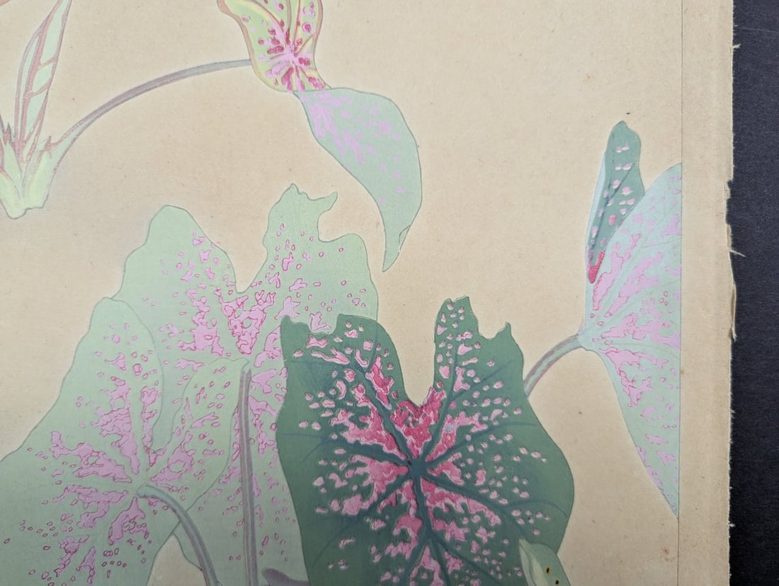 Rakuzan Tsuchiya Caladium Japanese Woodblock Print - 5