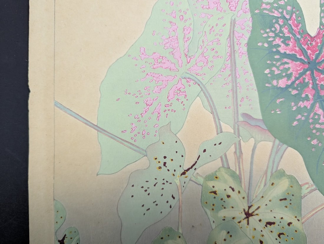 Rakuzan Tsuchiya Caladium Japanese Woodblock Print - 7