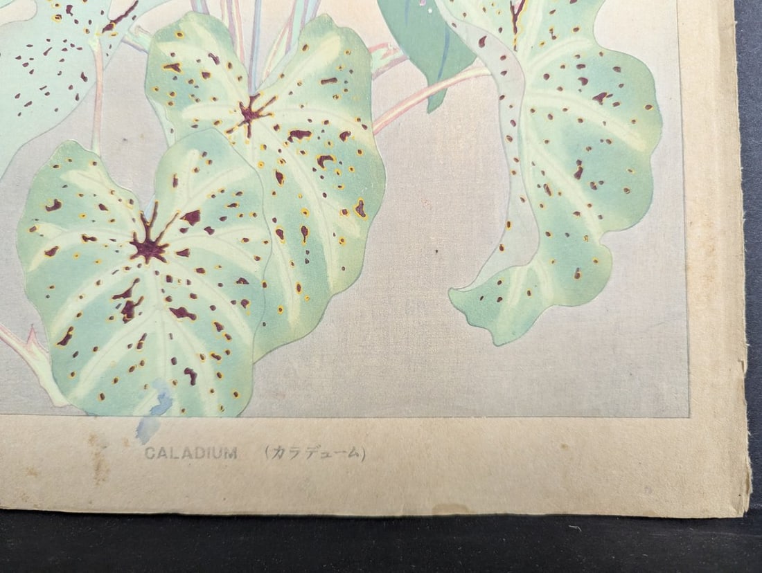 Rakuzan Tsuchiya Caladium Japanese Woodblock Print - 8