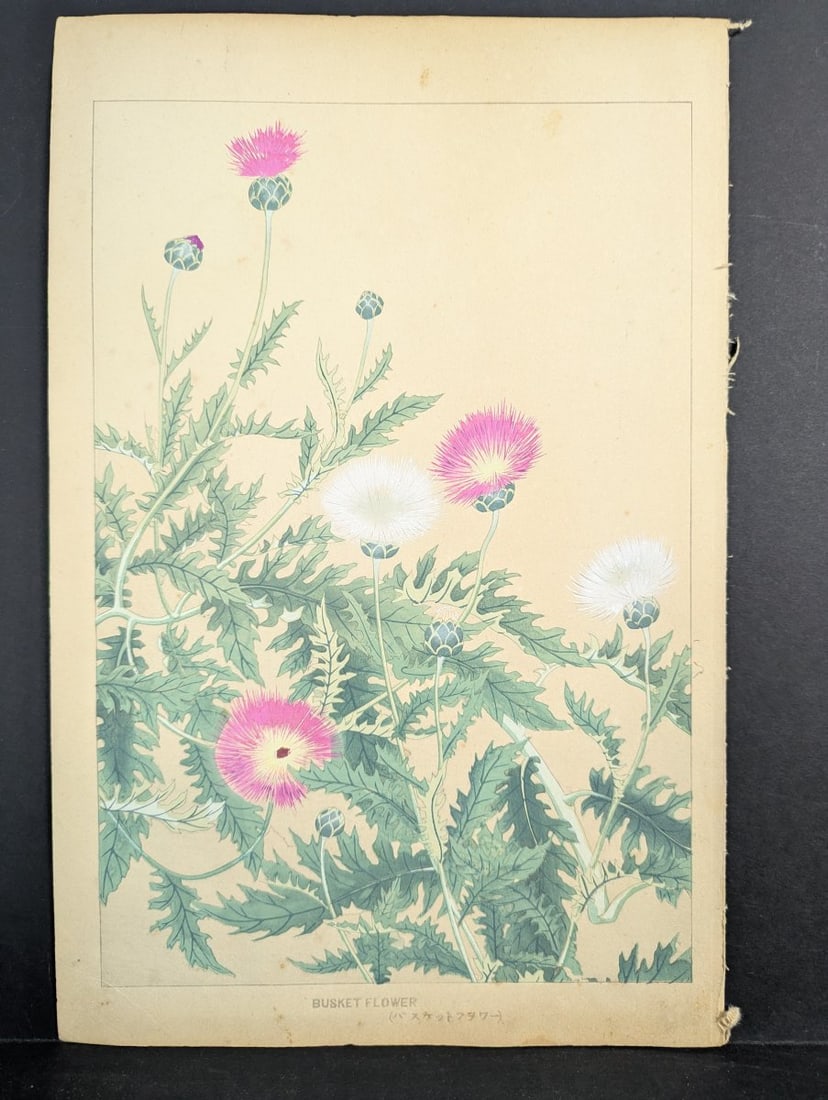 Japanese Woodblock Print by Rakuzan Tsuchiya - Basket Flower Artwork: **Important** Please read below description on how to avoid high shipping costs. This exquisite Japanese woodblock print, titled 'Basket Flower', is by the renowned artist Rakuzan Tsuchiya, a prominen