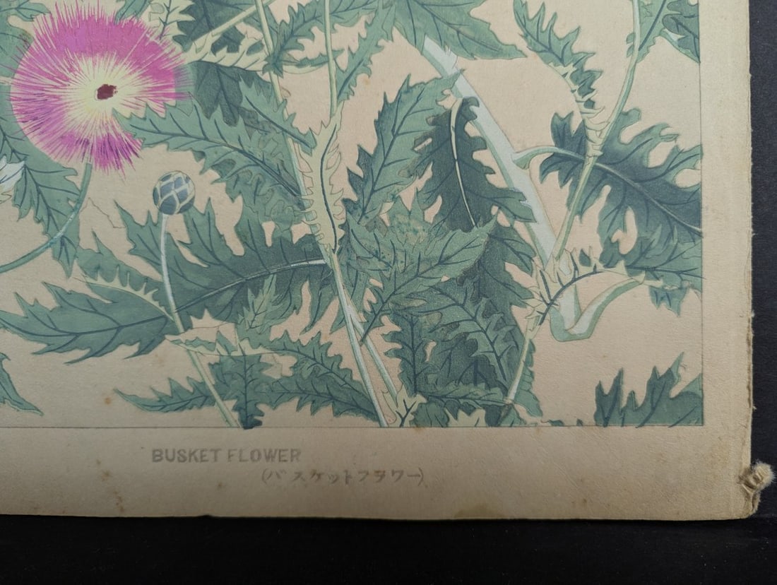 Japanese Woodblock Print by Rakuzan Tsuchiya - Basket Flower Artwork - 8