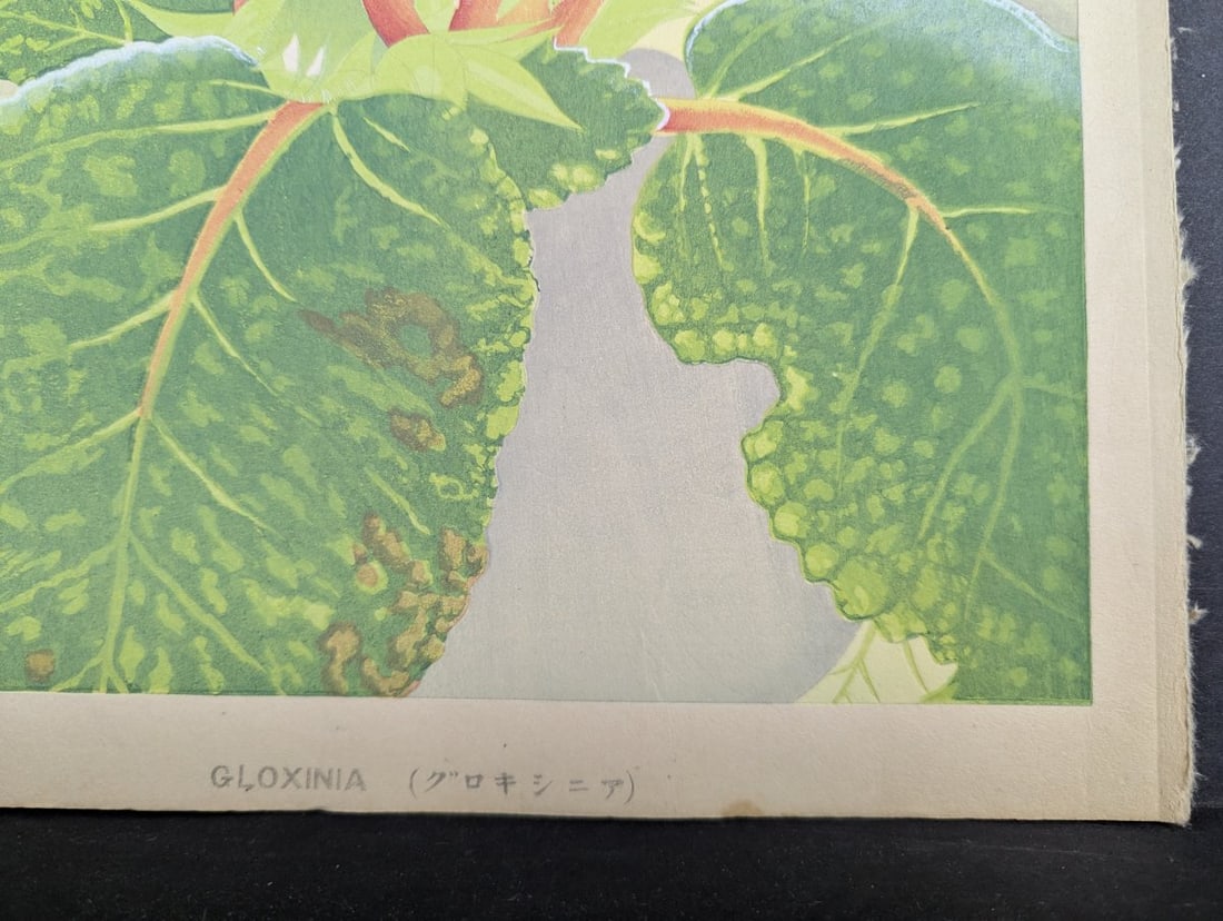 Rakuzan Tsuchiya Japanese Woodblock Print Gloxinia Art Floral Decoration - 10