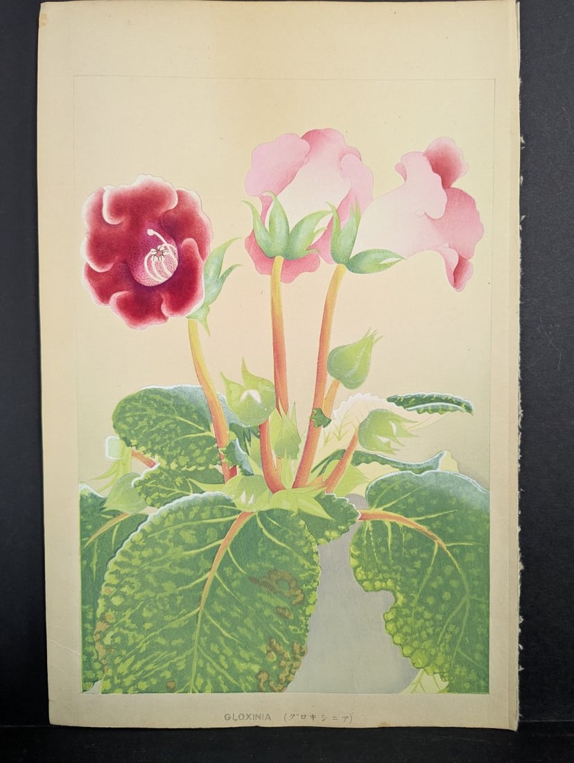 Rakuzan Tsuchiya Japanese Woodblock Print Gloxinia Art Floral Decoration: **Important** Please read below description on how to avoid high shipping costs. Offered here is a captivating Japanese woodblock print titled 'Gloxinia' by renowned artist Rakuzan Tsuchiya