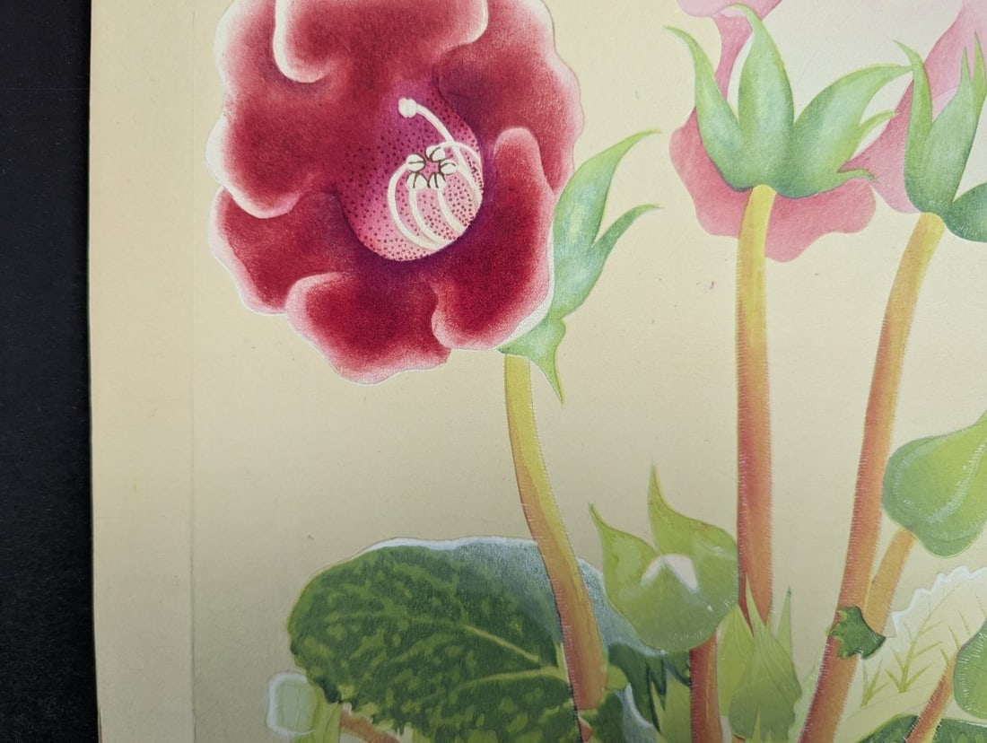 Rakuzan Tsuchiya Japanese Woodblock Print Gloxinia Art Floral Decoration - 4