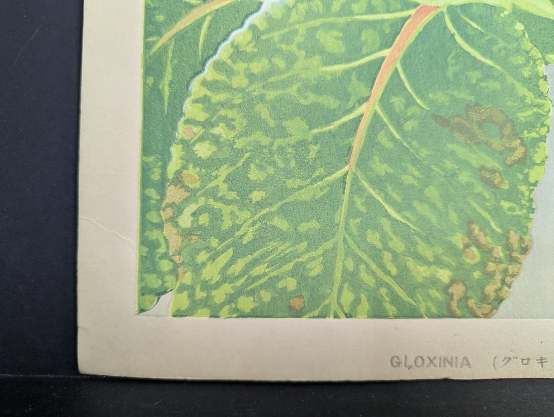 Rakuzan Tsuchiya Japanese Woodblock Print Gloxinia Art Floral Decoration - 9