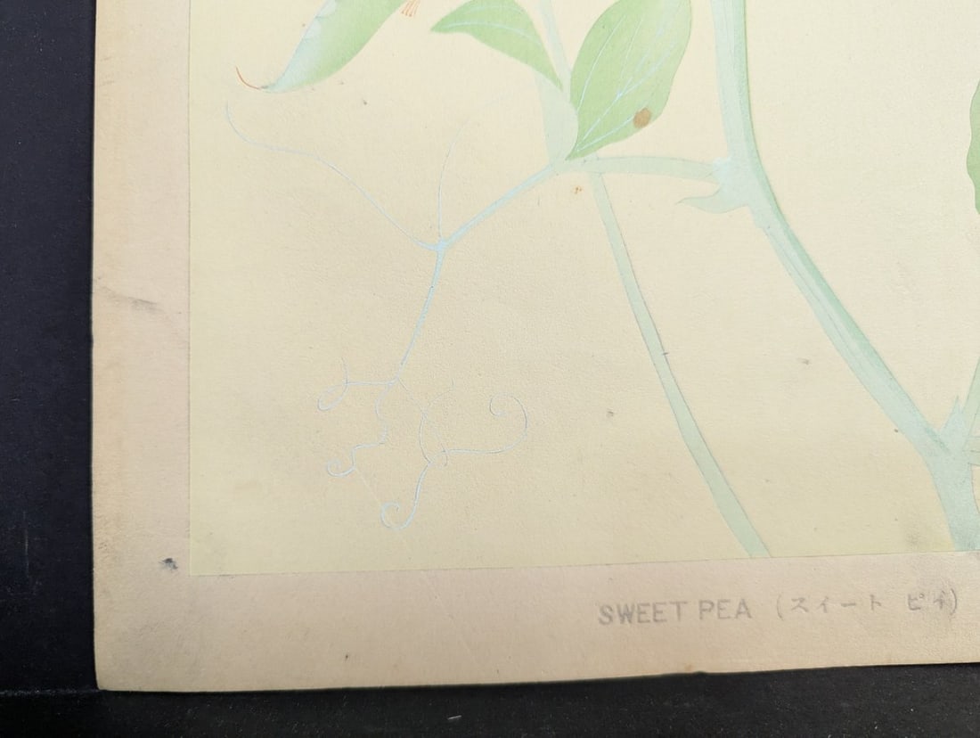 Japanese Woodblock Print by Rakuzan KachÅ Sweet Pea Flower Artwork - 10