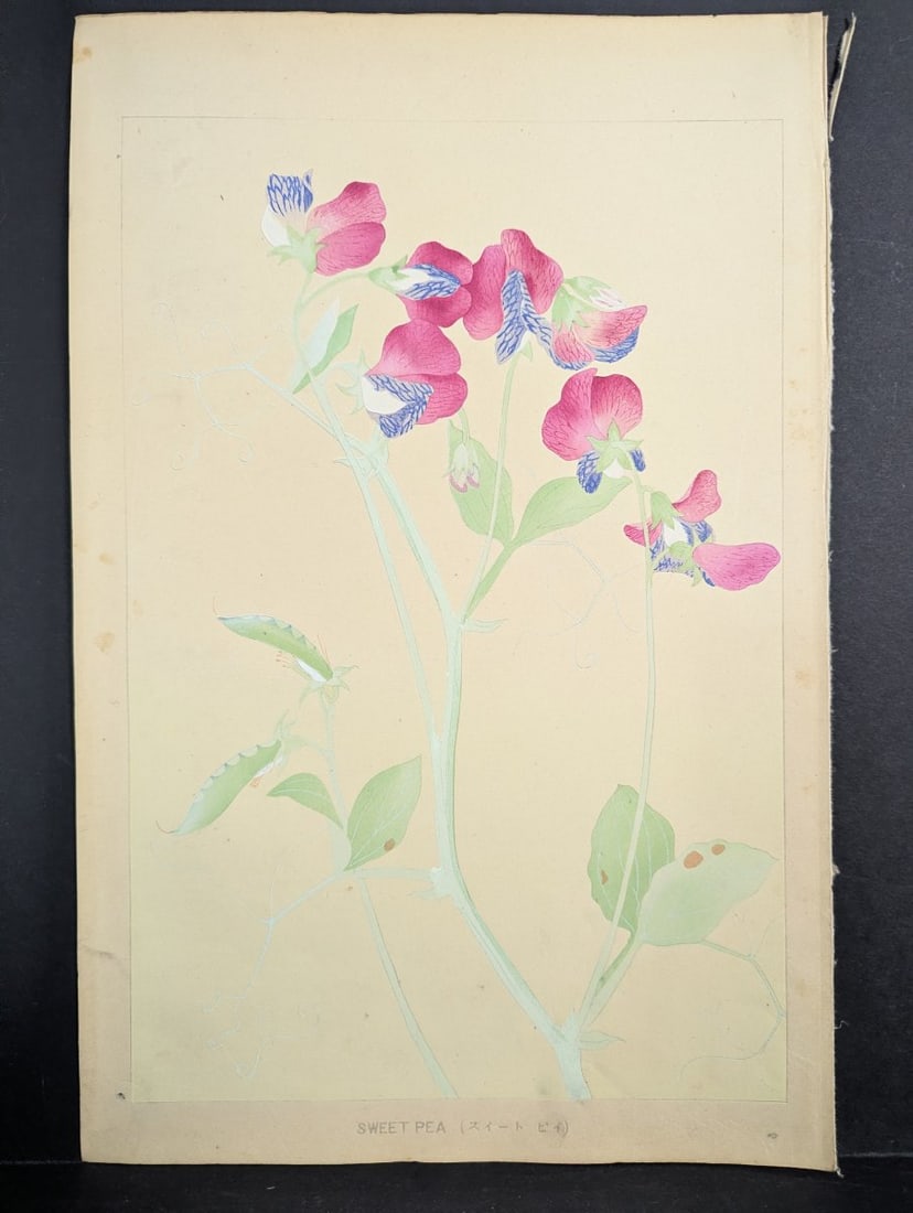 Japanese Woodblock Print by Rakuzan KachÅ Sweet Pea Flower Artwork: **Important** Please read below description on how to avoid high shipping costs. This exquisite Japanese woodblock print, titled 'Sweet Pea,' is created by the renowned artist Rakuzan KachÅ
