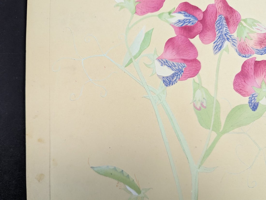 Japanese Woodblock Print by Rakuzan KachÅ Sweet Pea Flower Artwork - 2