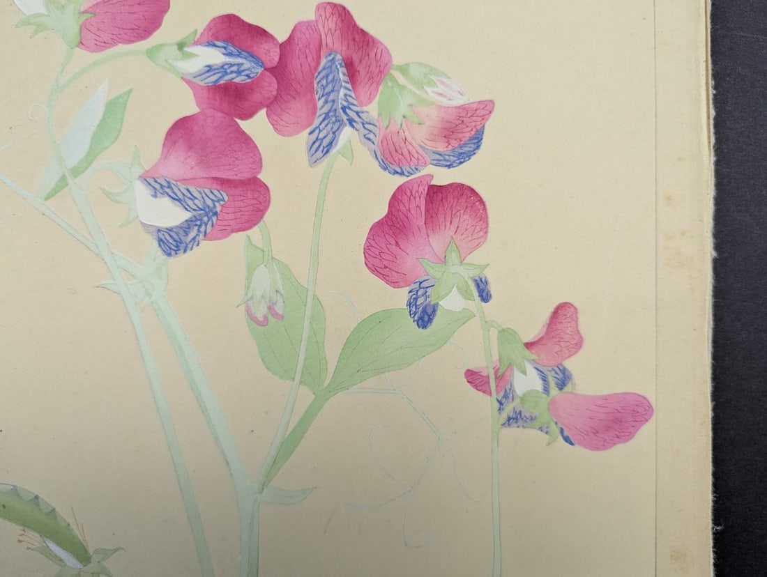 Japanese Woodblock Print by Rakuzan KachÅ Sweet Pea Flower Artwork - 3