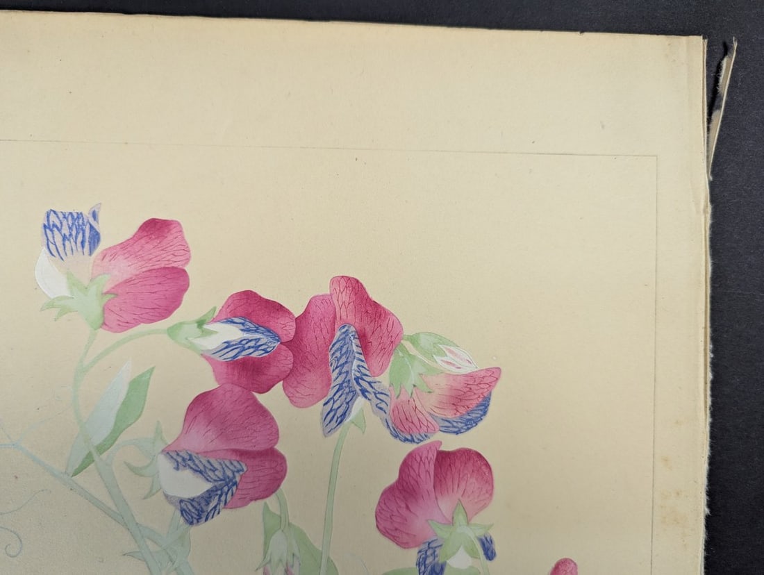 Japanese Woodblock Print by Rakuzan KachÅ Sweet Pea Flower Artwork - 4